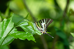 Graphium euphrates