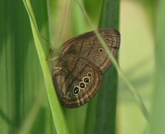 Neonympha mitchellii