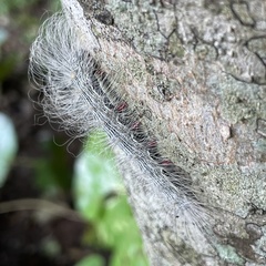 Chrysaeglia magnifica