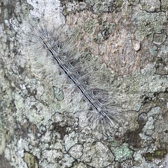 Chrysaeglia magnifica