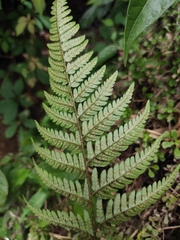 Dryopteris bissetiana