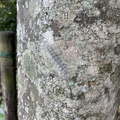 Chrysaeglia magnifica