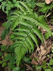 Dryopteris bissetiana