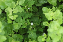 Solanum campechiense