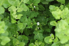 Solanum campechiense