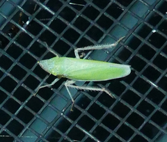 Draeculacephala floridana