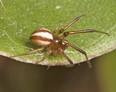 Deliochus idoneus