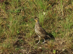 Colinus nigrogularis