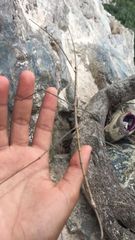 Otocraniella flagelloantennata