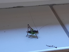 Pachytrachis gracilis