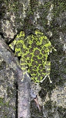 Odorrana ishikawae