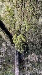 Odorrana ishikawae