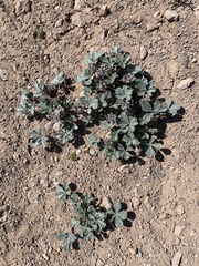 Pediomelum castoreum