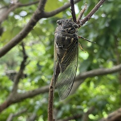 Cryptotympana facialis