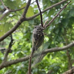 Cryptotympana facialis