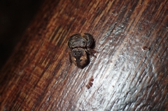 Simaethina