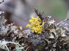 Vulpicida canadensis