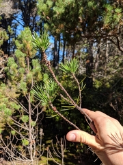 Pinus contorta bolanderi