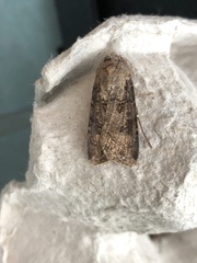 Agrotis clavis