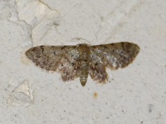 Idaea pervertipennis