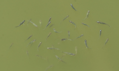 Notemigonus crysoleucas