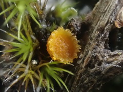 Octospora maireana