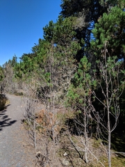 Pinus contorta bolanderi
