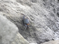 Parasesarma erythodactylum