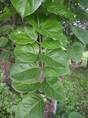 Meyna laxiflora