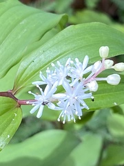 Maianthemum scilloideum