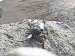 Parasesarma erythodactylum