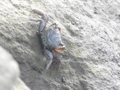 Parasesarma erythodactylum