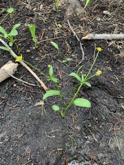 Ranunculus alismifolius montanus