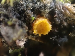 Octospora maireana