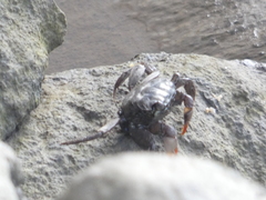 Parasesarma erythodactylum