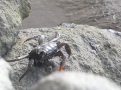 Parasesarma erythodactylum