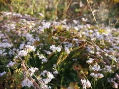 Asperula lipskyana