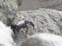 Parasesarma erythodactylum