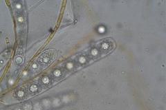 Octospora maireana