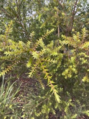 Acacia amblygona