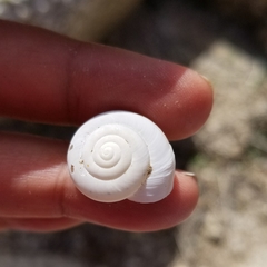 Sonorelix borregoensis