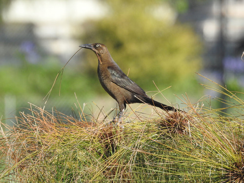 photo of Great-tailed Grackle (Quiscalus mexicanus)