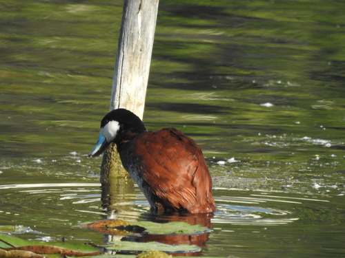 photo of Ruddy Duck (Oxyura jamaicensis)