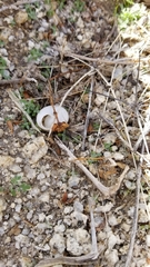 Sonorelix borregoensis