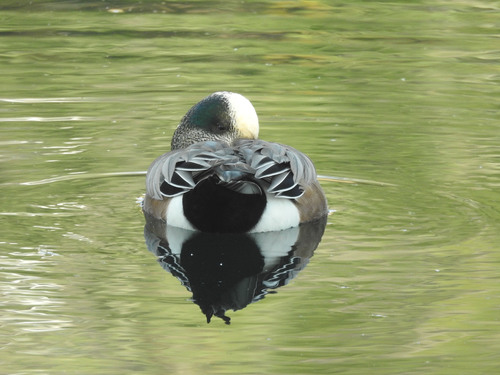 photo of American Wigeon (Mareca americana)