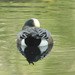 photo of American Wigeon (Mareca americana)