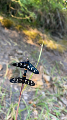 Amata ragazzii