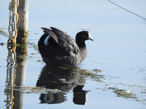 photo of American Coot (Fulica americana)