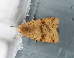 Diarsia esurialis