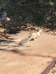 Otospermophilus beecheyi